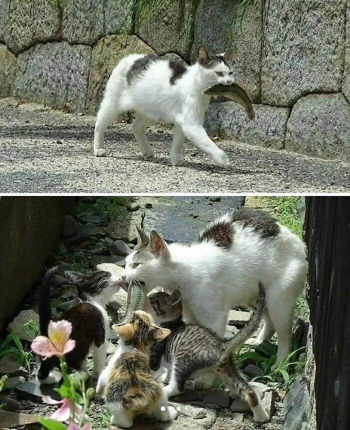 50 Animal Pics That Are Too Good Not To Share