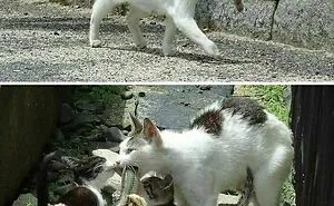 50 Animal Pics That Are Too Good Not To Share