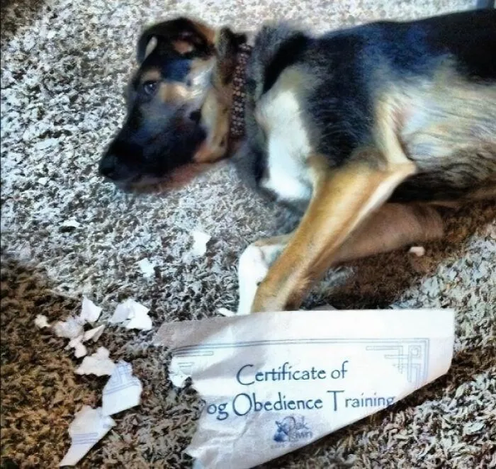 50 Hilarious Moments Of Pets Being All Drama, No Solutions (New Pics)
