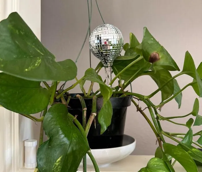 Keep Your Plants Hydrated And Your Apartment Permanently Ready For A Dance Party With These Sparkly <a Style="Display:inline;" Href="Https://Www.amazon.com/Discgrow-Watering-Globes-Decorative-Design/Dp/B0cqql6xjv?ie=utf8&linkcode=ll1&tag=bporange-20&linkid=54d8e6438f70e6950ab78497a519732f&language=en_us&ref_=as_li_ss_tl" Target="_blank"><span Style="Font: Inherit; Color: #d74b1f;"> Self Watering Discoballs For Indoor Plants </Span>