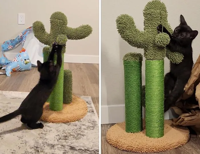 Help Your Little Lion Live Out Their Wildest Desert Dreams (And Save Your Sofa) With A Cute <a Style="Display:inline;" Href="Https://Www.amazon.com/Pawz-Road-Scratching-Scratcher-Ball-Medium/Dp/B088w7n872?ie=utf8&th=1&linkcode=ll1&tag=bporange-20&linkid=b50eb7d0e834687e6879d2b309649622&language=en_us&ref_=as_li_ss_tl" Target="_blank"><span Style="Font: Inherit; Color: #d74b1f;"> Cactus Cat Scratch </Span>