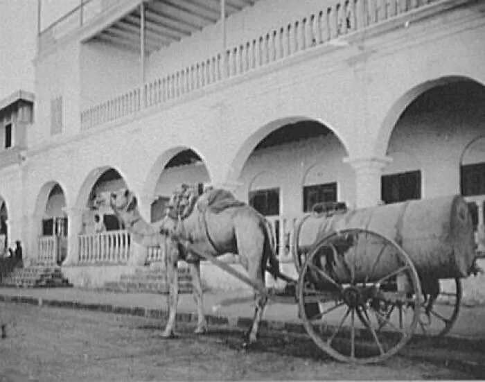 Camel Hitched To Water-Transportation Cart, 1894