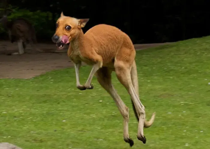 I Photoshopped My Dog's Face Onto A Kangaroo