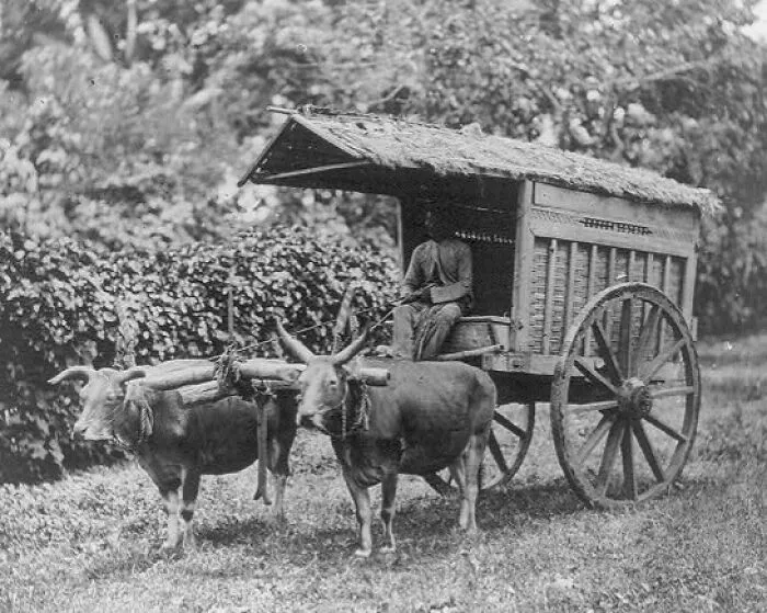 Two-Wheeled Cart Drawn By Two Buffalo, Java Method Of Transportation, 1890-1900