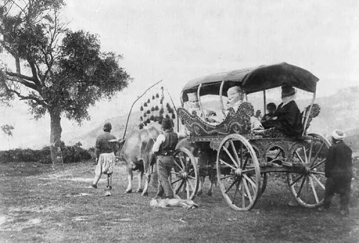 Carriage Drawn By Oxen, Turkey, Between 1890 And 1925