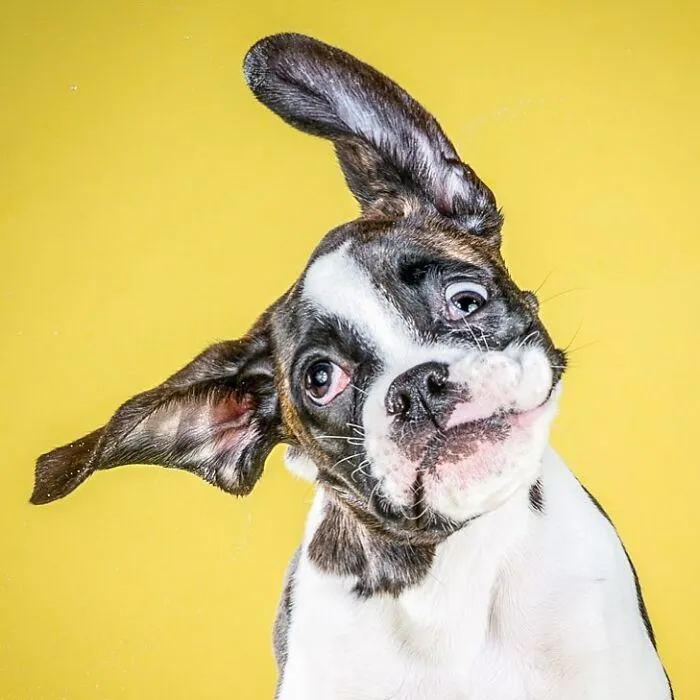 Carli Davidson’s Pet Photos Show 25 Hilarious Moments Only A Camera Could Freeze