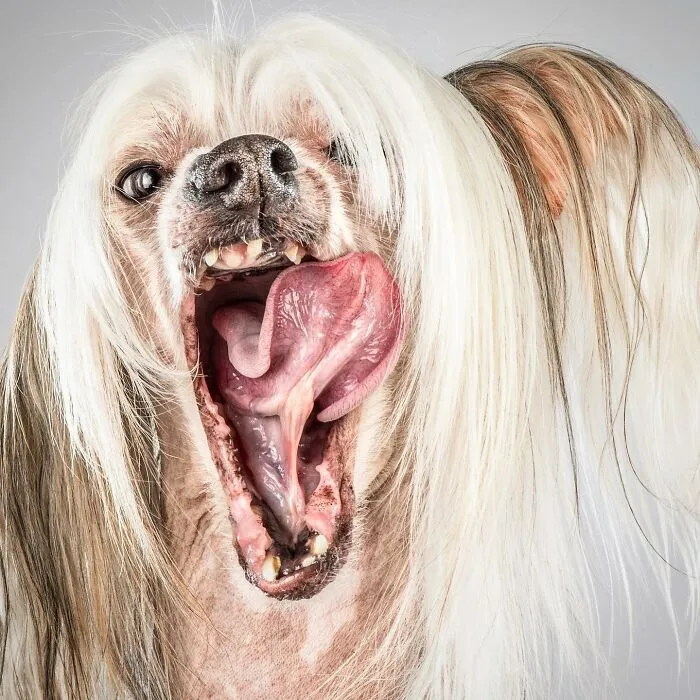 Carli Davidson’s Pet Photos Show 25 Hilarious Moments Only A Camera Could Freeze