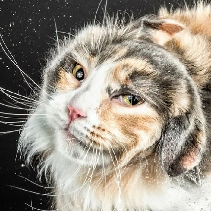 Carli Davidson’s Pet Photos Show 25 Hilarious Moments Only A Camera Could Freeze