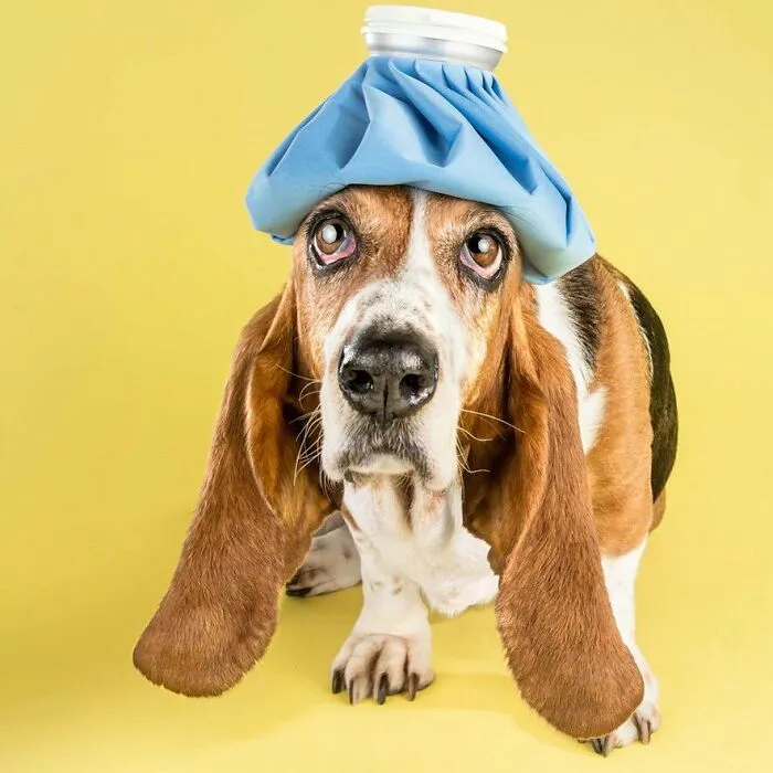 Carli Davidson’s Pet Photos Show 25 Hilarious Moments Only A Camera Could Freeze