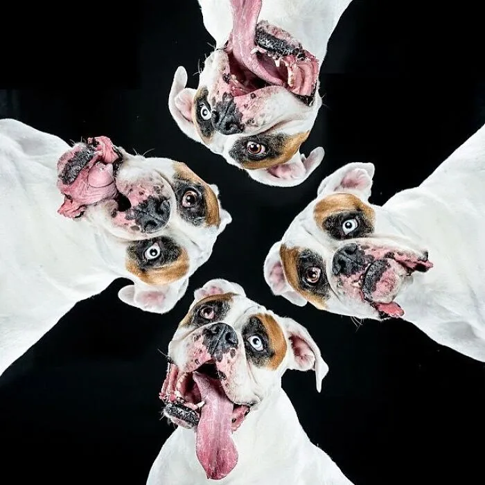 Carli Davidson’s Pet Photos Show 25 Hilarious Moments Only A Camera Could Freeze