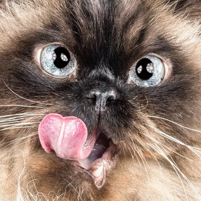 Carli Davidson’s Pet Photos Show 25 Hilarious Moments Only A Camera Could Freeze