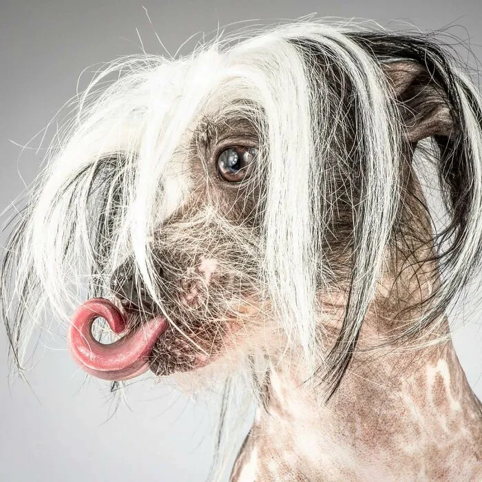 Carli Davidson’s Pet Photos Show 25 Hilarious Moments Only A Camera Could Freeze