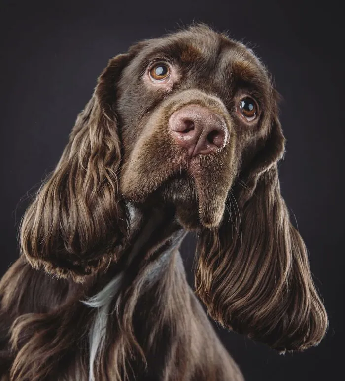 Carli Davidson’s Pet Photos Show 25 Hilarious Moments Only A Camera Could Freeze