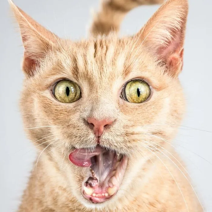 Carli Davidson’s Pet Photos Show 25 Hilarious Moments Only A Camera Could Freeze