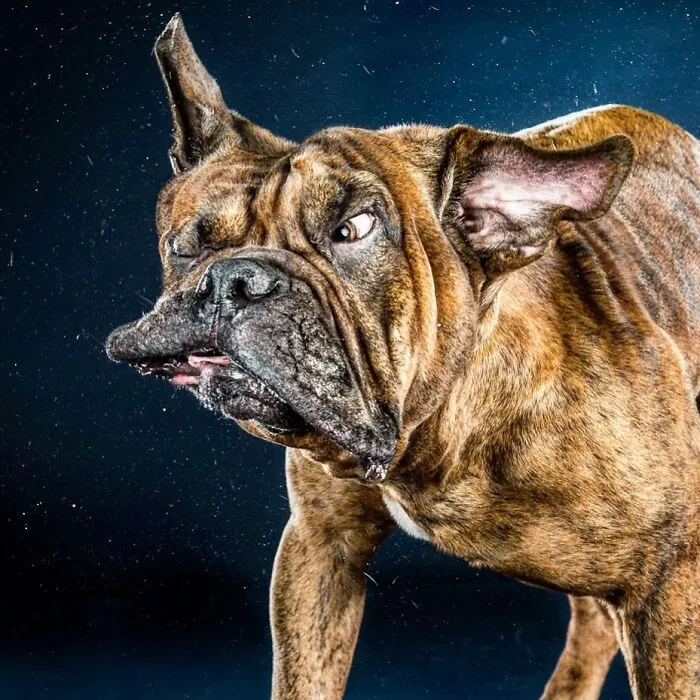 Carli Davidson’s Pet Photos Show 25 Hilarious Moments Only A Camera Could Freeze