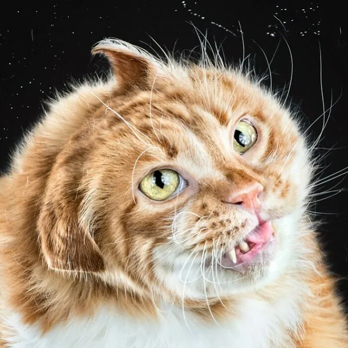 Carli Davidson’s Pet Photos Show 25 Hilarious Moments Only A Camera Could Freeze
