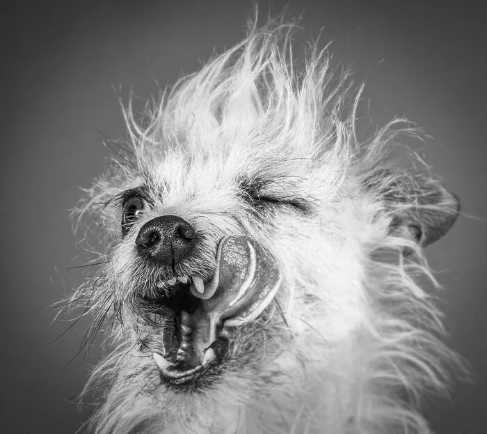 Carli Davidson’s Pet Photos Show 25 Hilarious Moments Only A Camera Could Freeze
