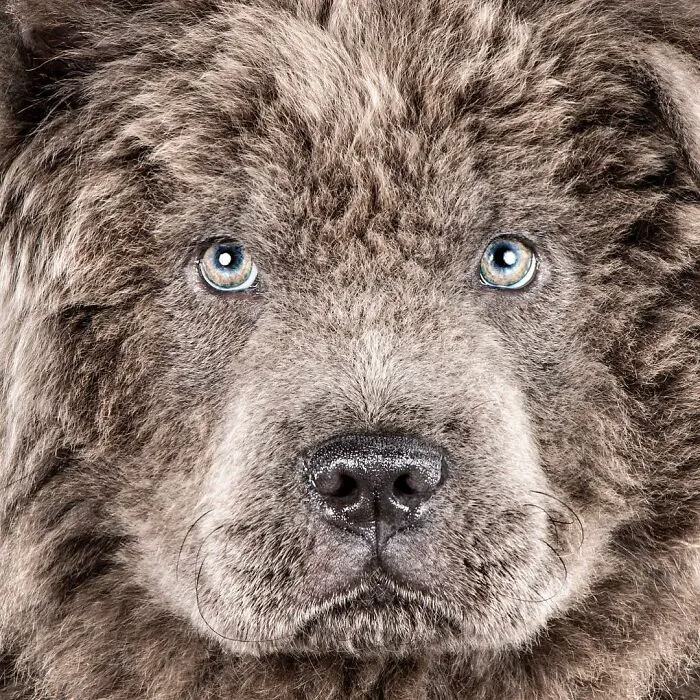 Carli Davidson’s Pet Photos Show 25 Hilarious Moments Only A Camera Could Freeze