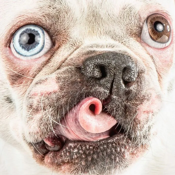 Carli Davidson’s Pet Photos Show 25 Hilarious Moments Only A Camera Could Freeze