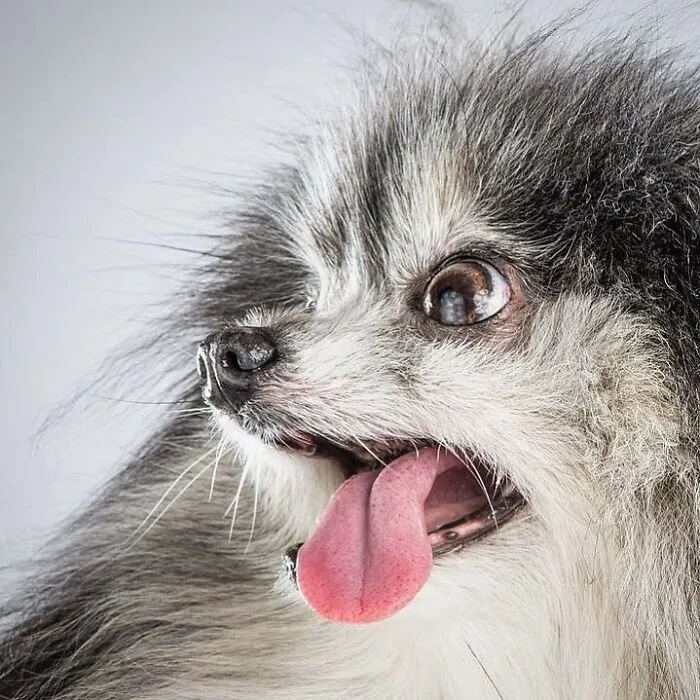 Carli Davidson’s Pet Photos Show 25 Hilarious Moments Only A Camera Could Freeze