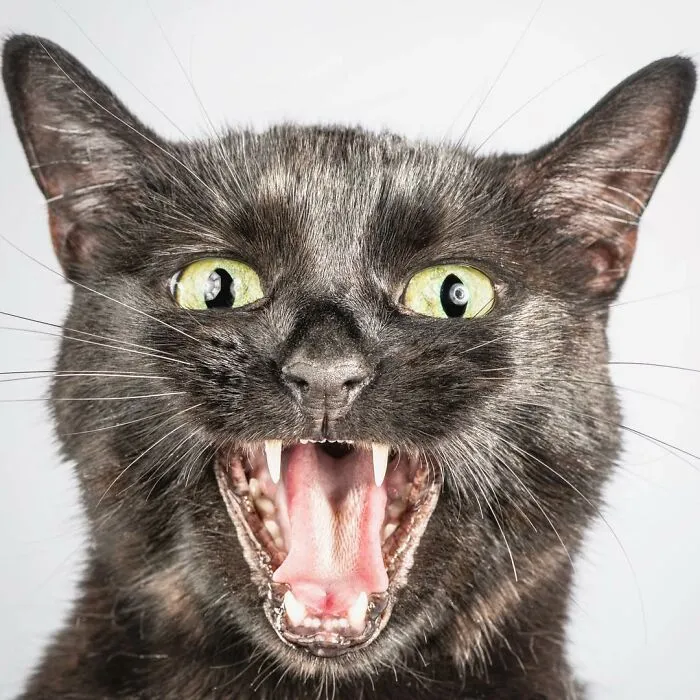 Carli Davidson’s Pet Photos Show 25 Hilarious Moments Only A Camera Could Freeze