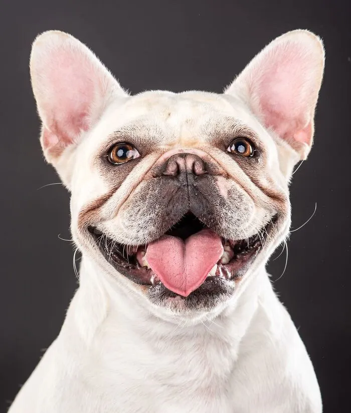 Carli Davidson’s Pet Photos Show 25 Hilarious Moments Only A Camera Could Freeze