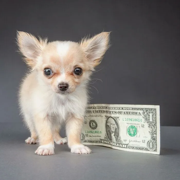 Carli Davidson’s Pet Photos Show 25 Hilarious Moments Only A Camera Could Freeze