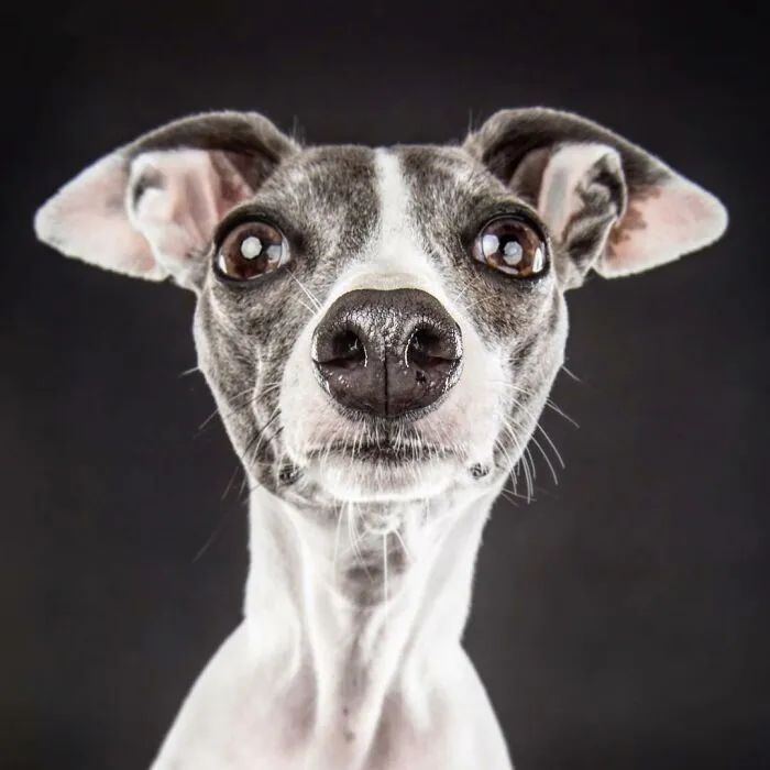 Carli Davidson’s Pet Photos Show 25 Hilarious Moments Only A Camera Could Freeze