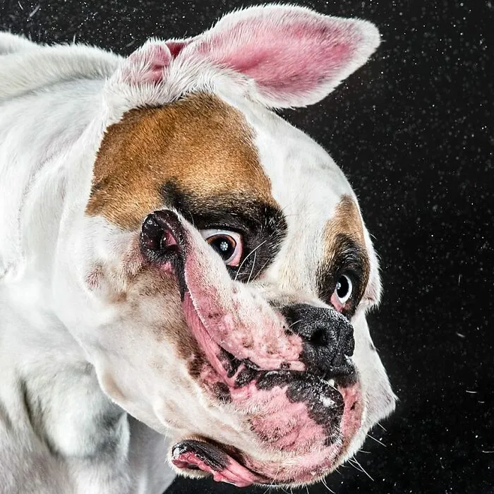 Carli Davidson’s Pet Photos Show 25 Hilarious Moments Only A Camera Could Freeze