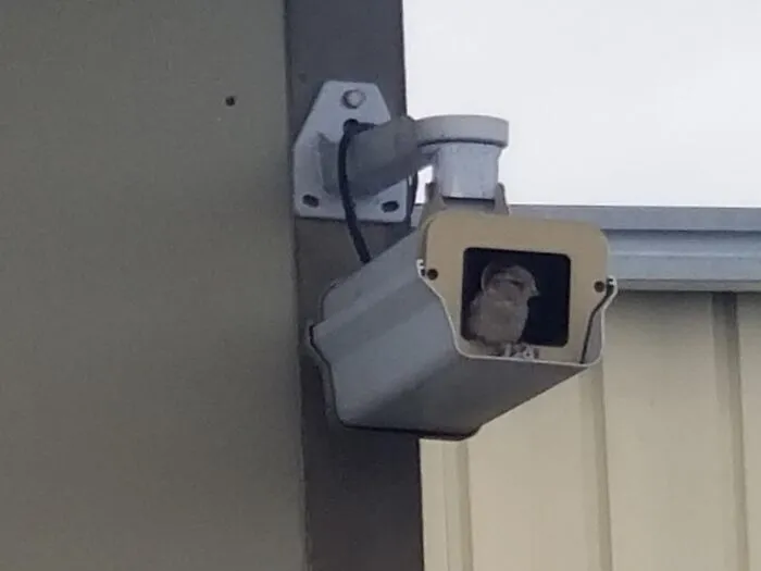 Ticket Said "Camera Flickers To Fuzzy Brown Image Often"