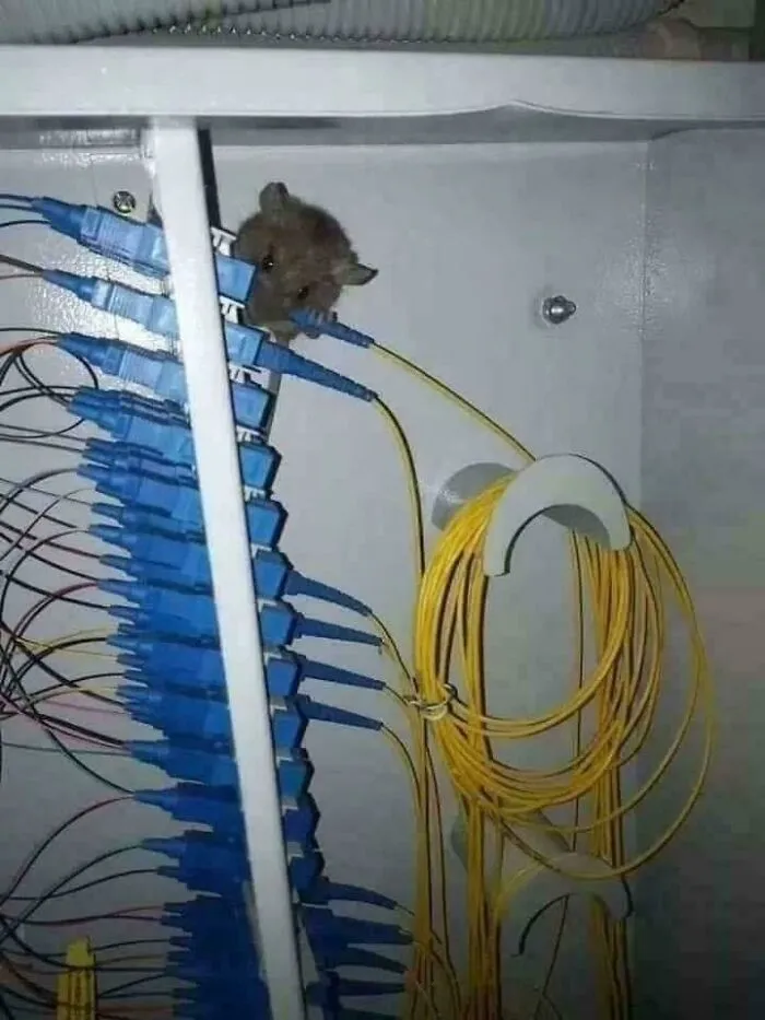 Mouse