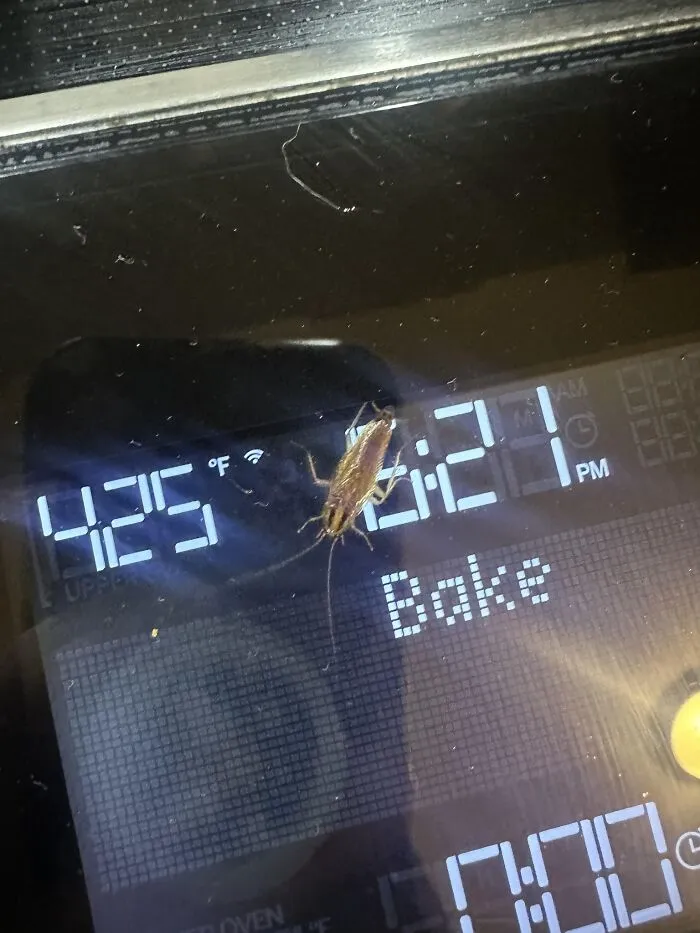 Cockroach on oven display showing 425 degrees during baking, an unexpected fail in the anything gone wrong group.