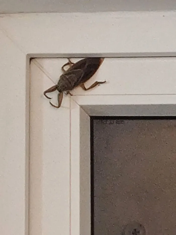 Wtf Is This? It's Massive!