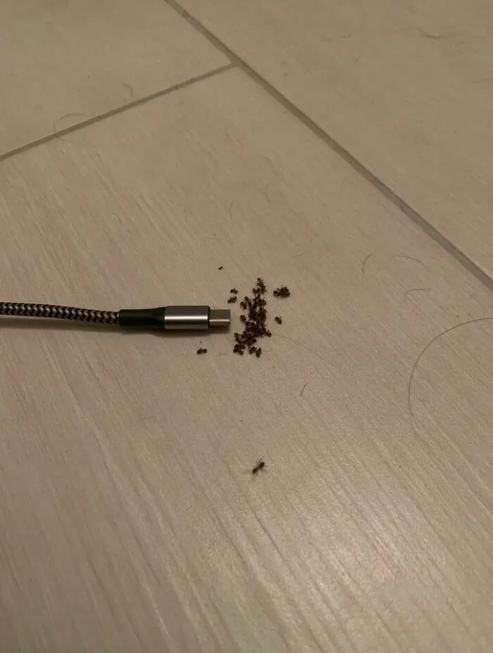 A group of ants gathered near the end of a charging cable on a light wooden floor showing an unexpected fail.