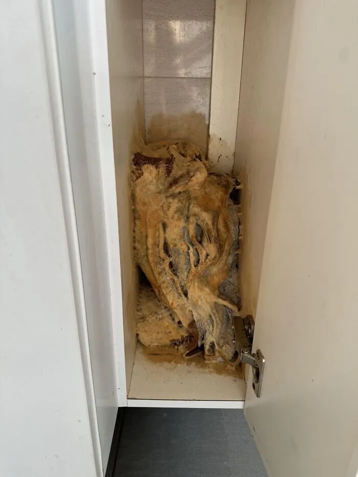 Found In My Bathroom. Those Are Towels With Mold. Need Help Please!