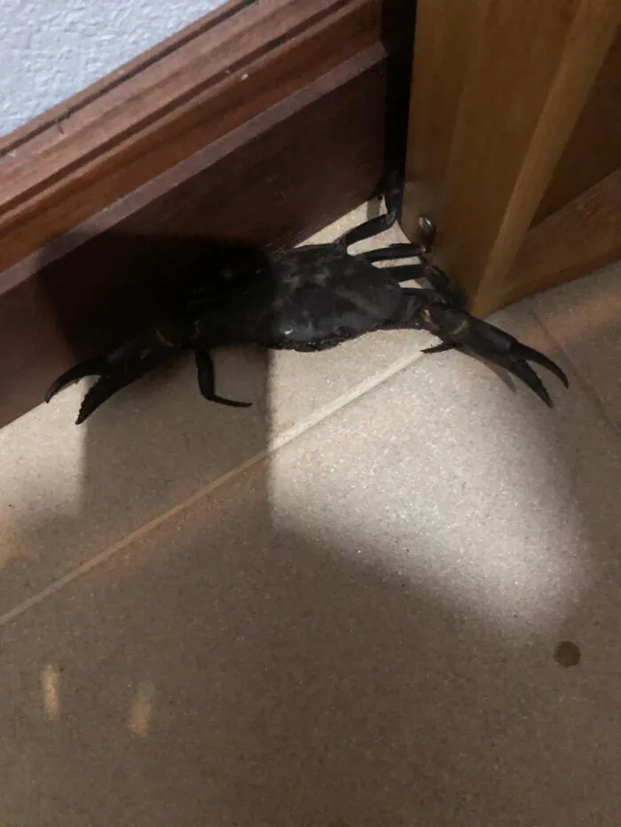 Me desperté y vi esto en mi cocina. Vivo en medio de las montañas, como a 500 kilómetros de la playa más cercana