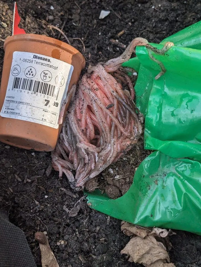 Terracotta pot tipped over spilling soil and a tangled mess of earthworms next to a torn green plastic bag, showing unexpected fails.