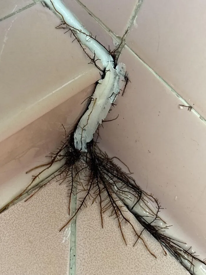 What Is This?! Growing In My Shower
