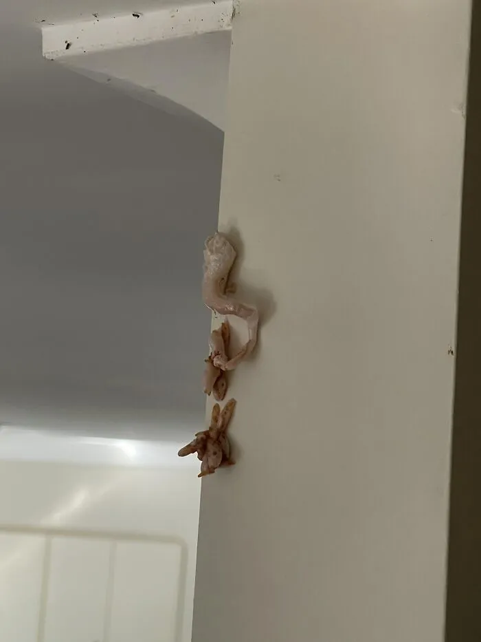Raw chicken pieces stuck awkwardly on a white wall, showing an unexpected fail in food handling or preparation.