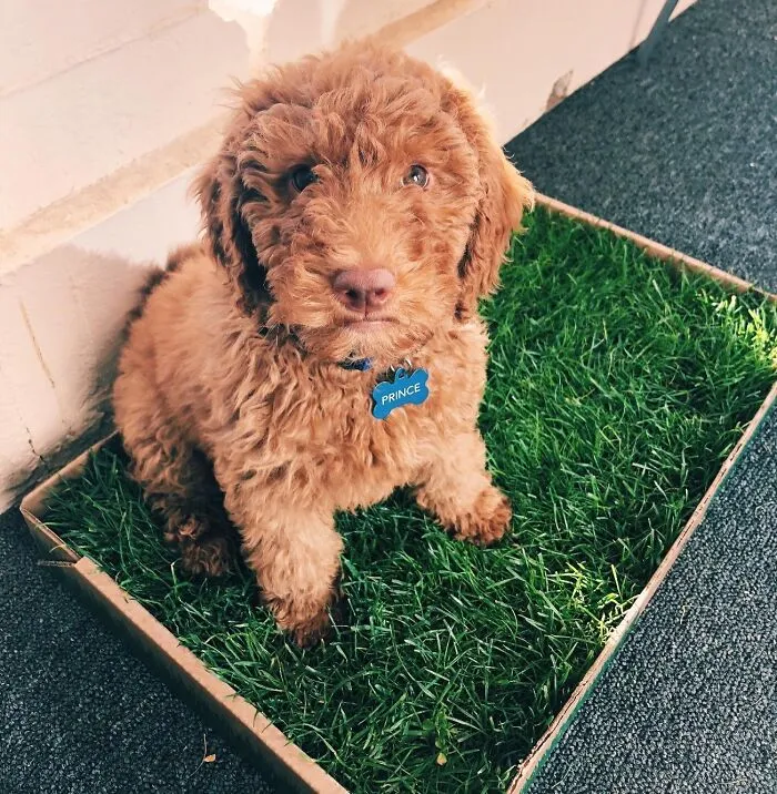 The Most Discerning Member Of Your Household (Your Dog, Obviously) Can Now Enjoy A Tiny, Personal Lawn Indoors With A <a Style="Display:inline;" Href="Https://Www.amazon.com/Fresh-Patch-Disposable-Potty-Grass/Dp/B005g7s6ui?ie=utf8&th=1&linkcode=ll1&tag=bpcheetah-20&linkid=c224d2d90412dc07bb4074cfd2ed2dc3&language=en_us&ref_=as_li_ss_tl" Target="_blank"><span Style="Font: Inherit; Color: #d74b1f;"> Fresh Patch Real Grass Patch For Dogs </Span>