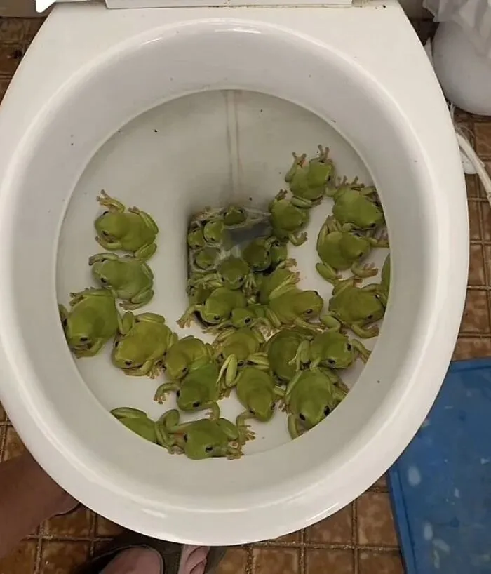 Hay ranas saliendo del retrete, ¿os ha pasado esto a alguien?