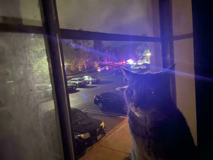 Cat with airplane ears sitting by a window at night, looking outside at parked cars and distant lights on the street.