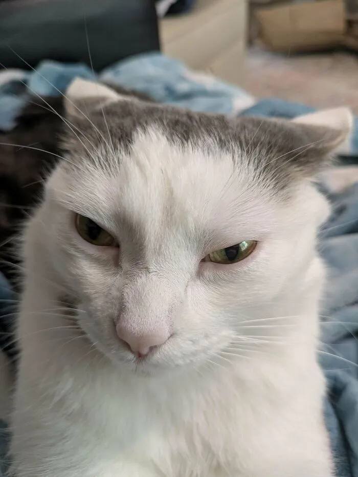 I Failed My Cat Overlord