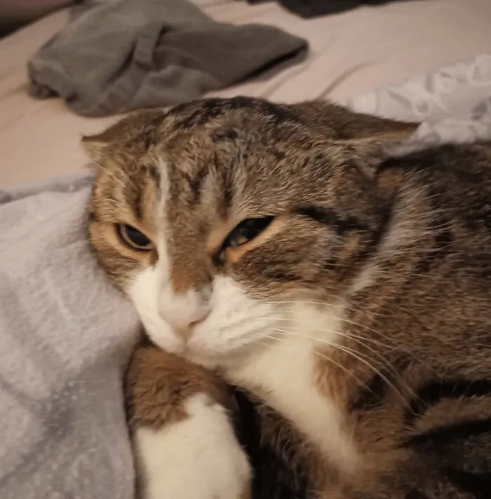 Close-up of a cat with airplane ears resting on a bed, showing its unique ear shape and relaxed expression.