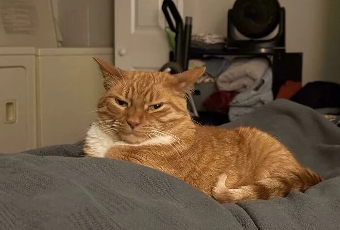 I Told Her She Had Tuna Breath And She Promptly Moved To The Wife’s Side Of The Bed To Glare