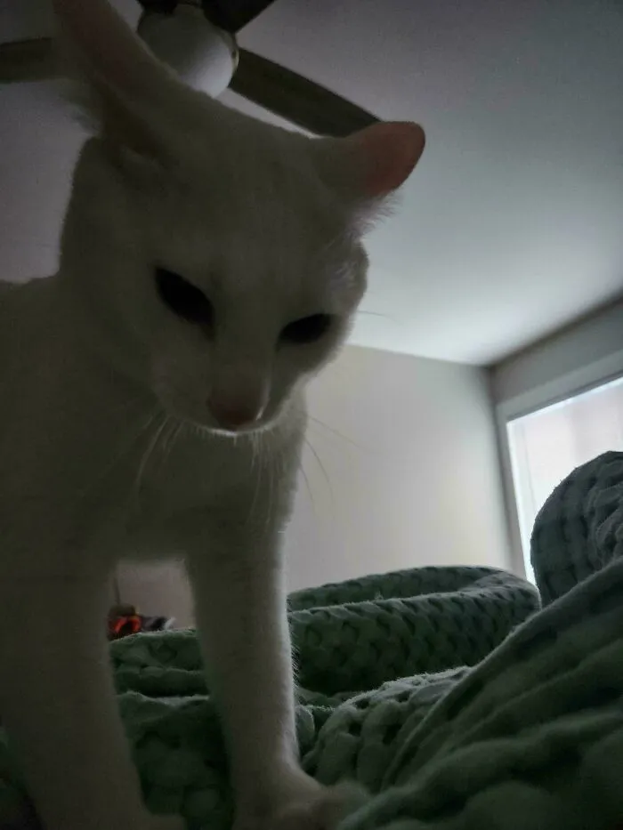 White cat with airplane ears standing on a textured green blanket in a dimly lit room near a window.