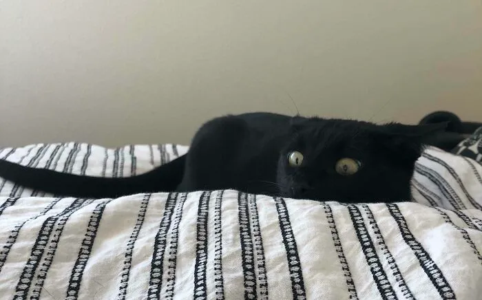 My Cat Gets A Little Intense When She Wants To Play