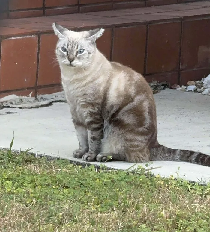I Said Hi To My Neighbors Cat