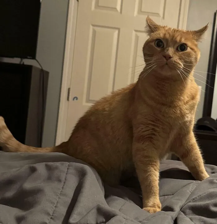 She Heard My Boyfriend Imitating Her Purrs