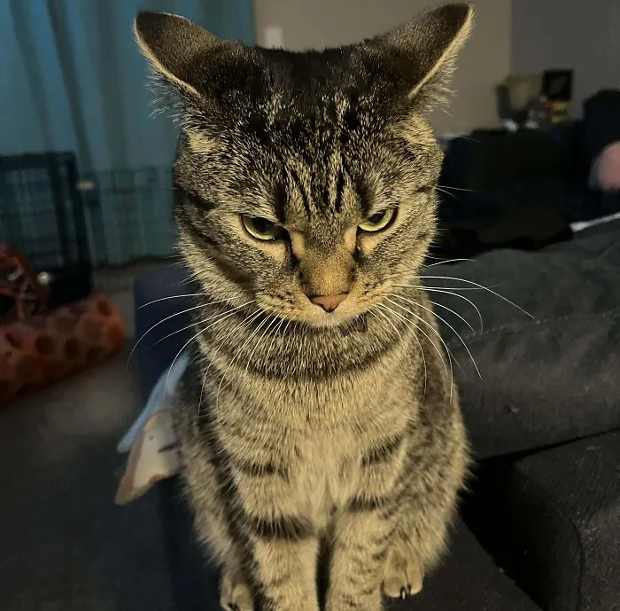 I Didn’t Let Her Get On The Kitchen Counter While Husband Is Cooking